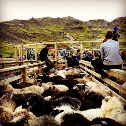 Húsmúlarétt við Kolviðarhól