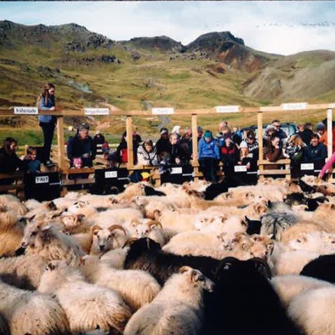 Ölfusréttir