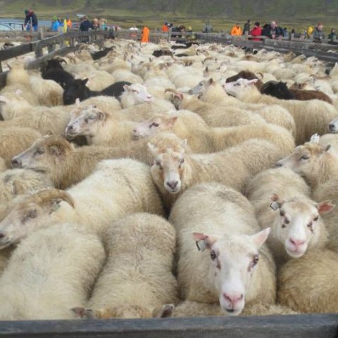 Selvogsrétt í Selvogi