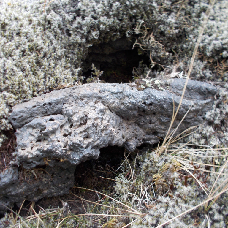 Mesta spennan í ferðinni var að finna holur í umhverfinu.  Börnin eru viss um að það búi einhver í þeim.  Mús eða ormur.