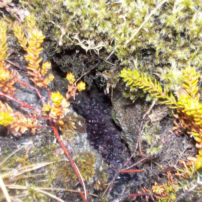 Skyldi lítil mús búa í þessari holu?