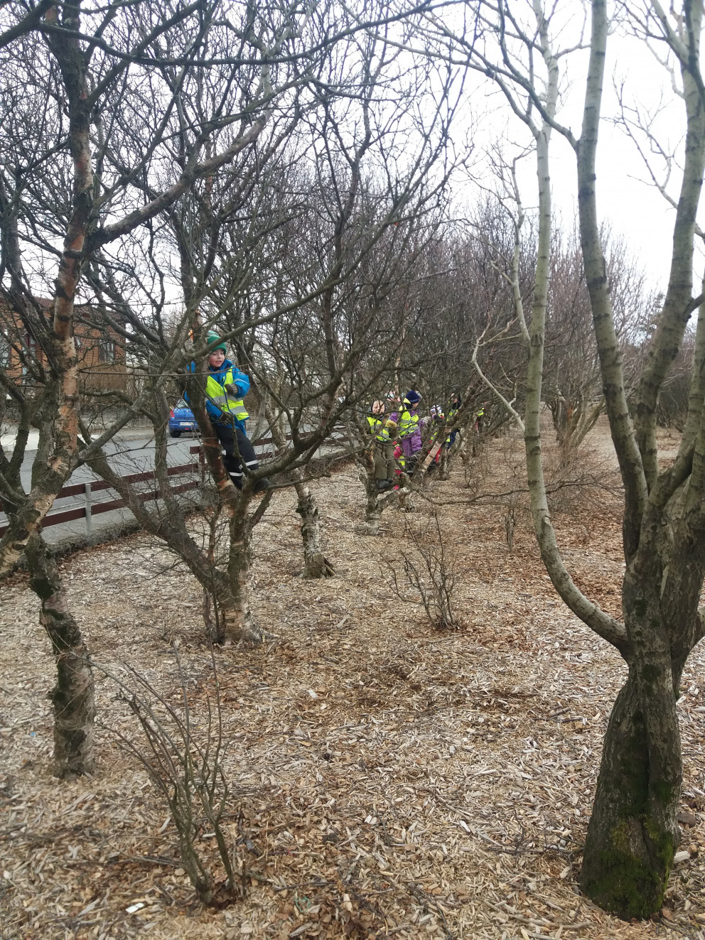 Tröllaheimar - göngutúr og trjáklifur 2018