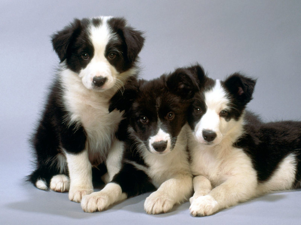 bordercollie