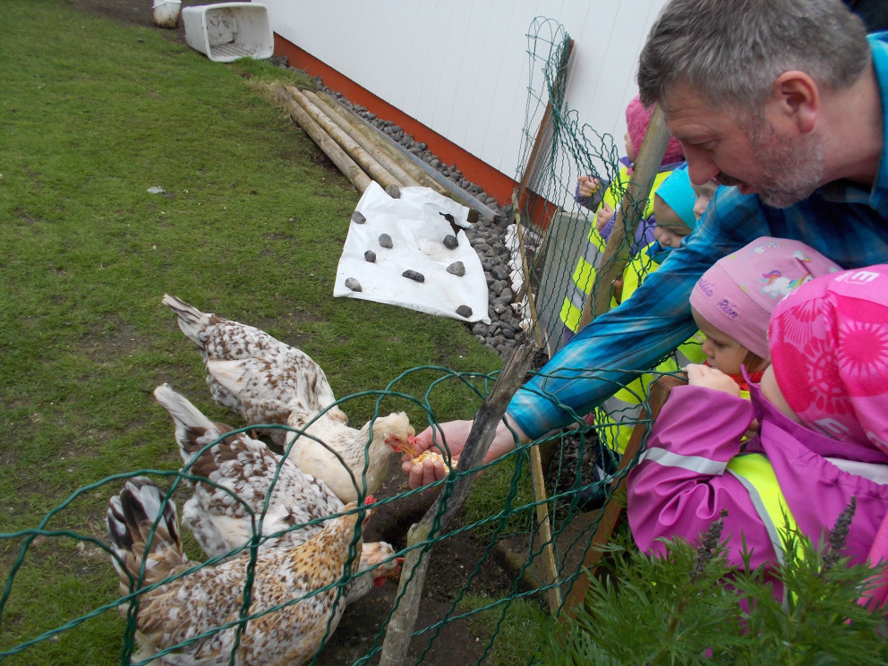 Dvergaheimar - kíkt á hænur