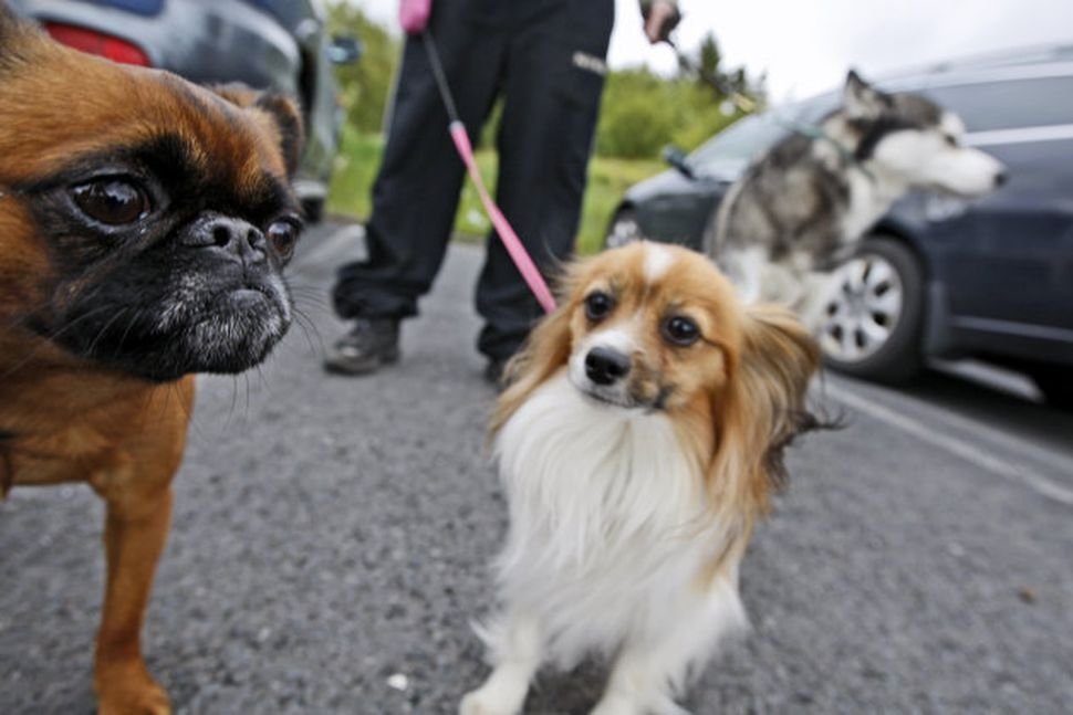 Hundaeigendur athugið!