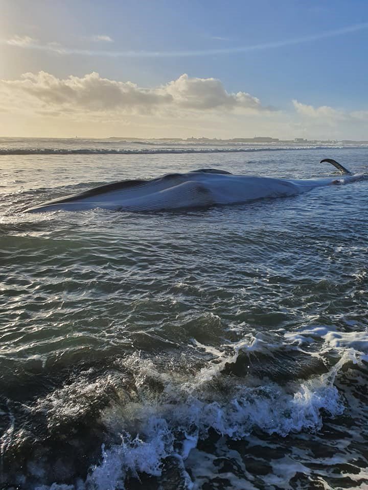 Hægt að skoða Hvalinn um helgina