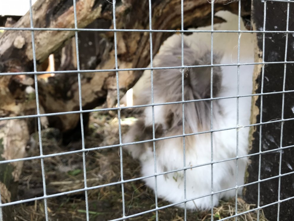 Álfaheimar - kanínuferð í júní 2020