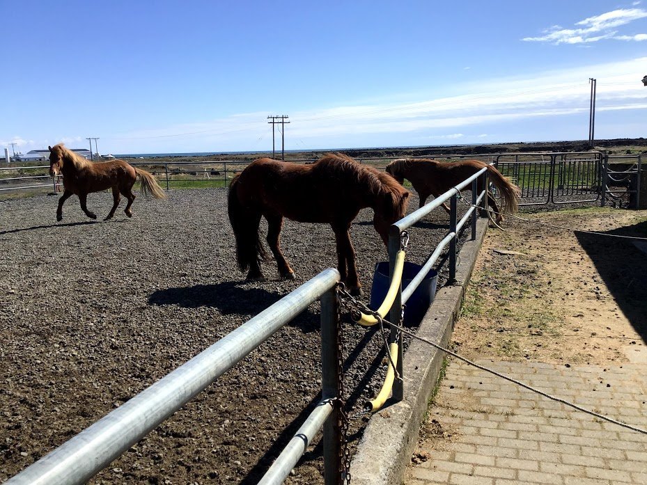 Tröllaheimar - hesthúsaferð 2020