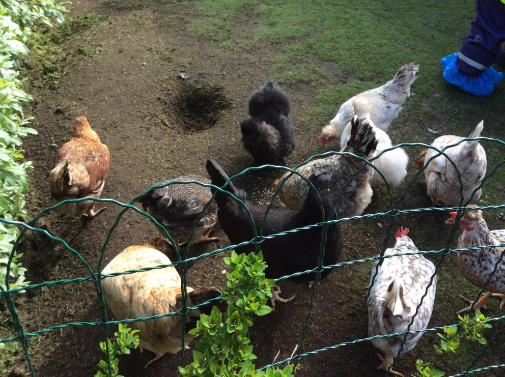 Álfaheimar - Hænsnaferð júní 2018