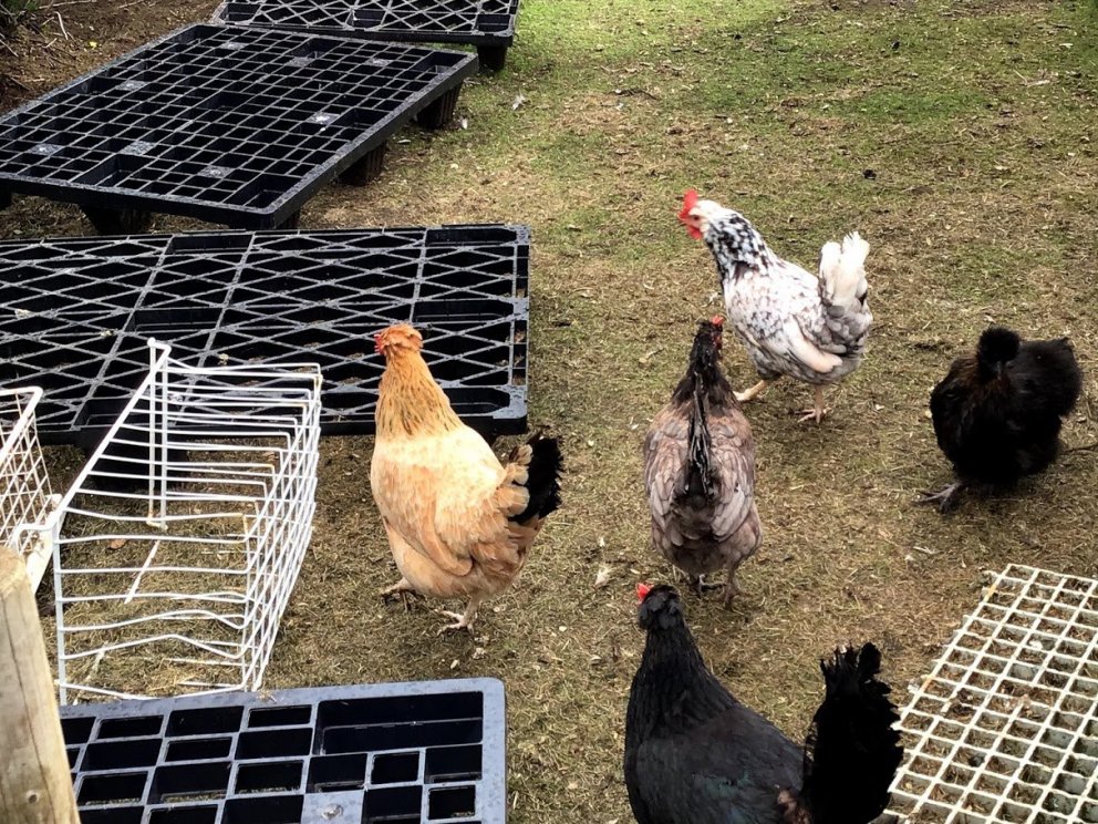 Tröllaheimar - Vikan 22-26 júní