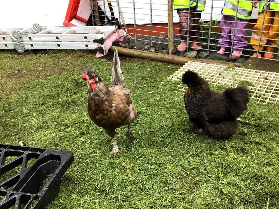 Goðheimar - Kanínu og hænsnaferð