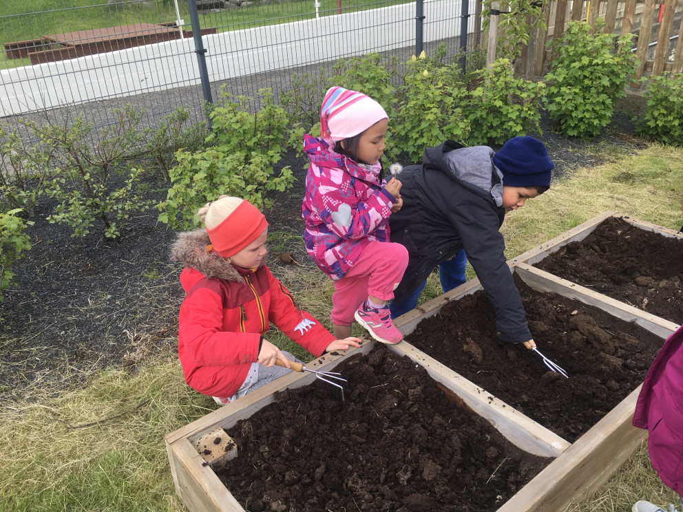 Kartöflur settar niður