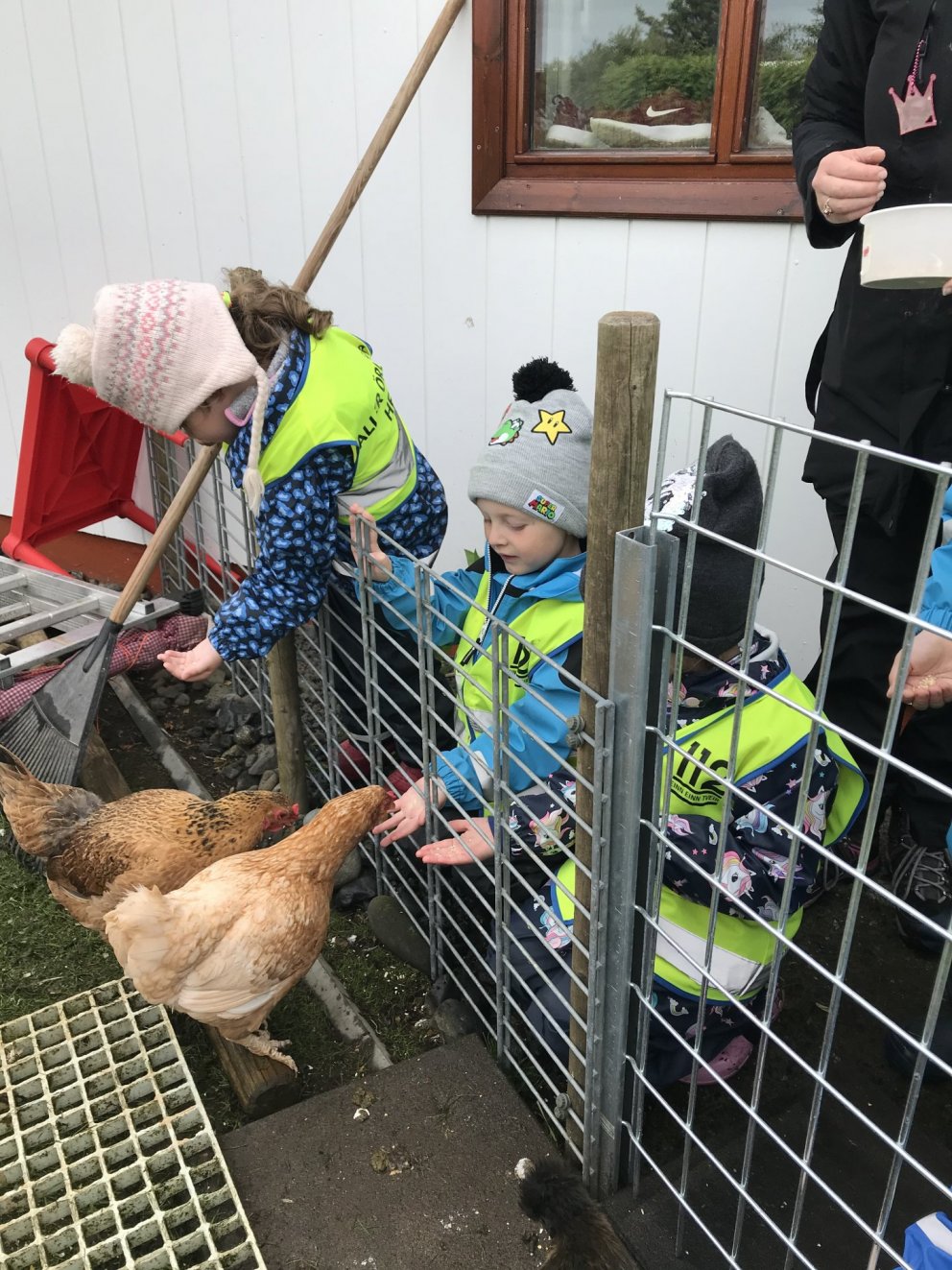 Hulduheimar - árgangur 2015 og 2016 skoða kanínur og hænur