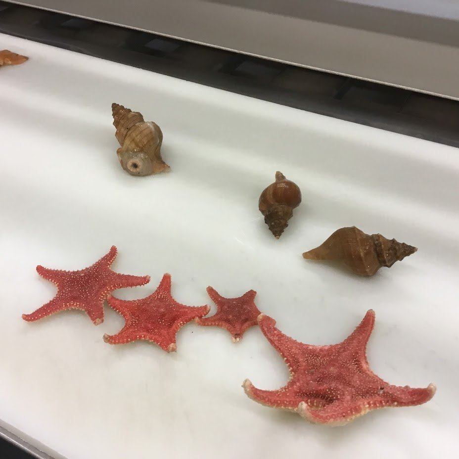 Hulduheimar og Tröllaheimar fóru í heimsókn í Ramman