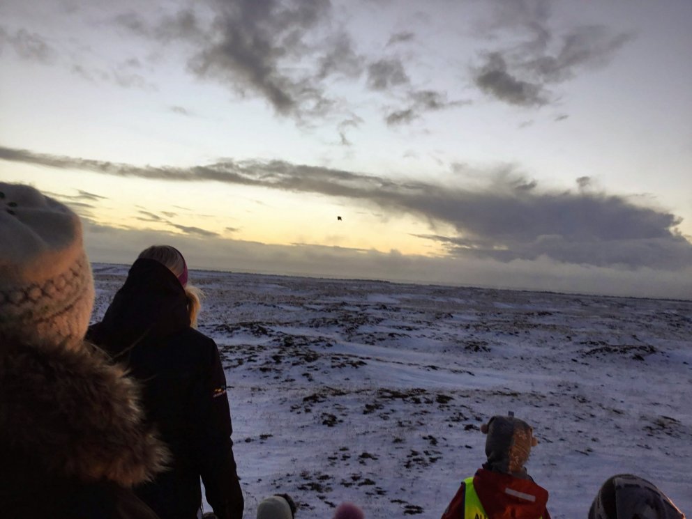 Hulduheimar - Leitað að krumma