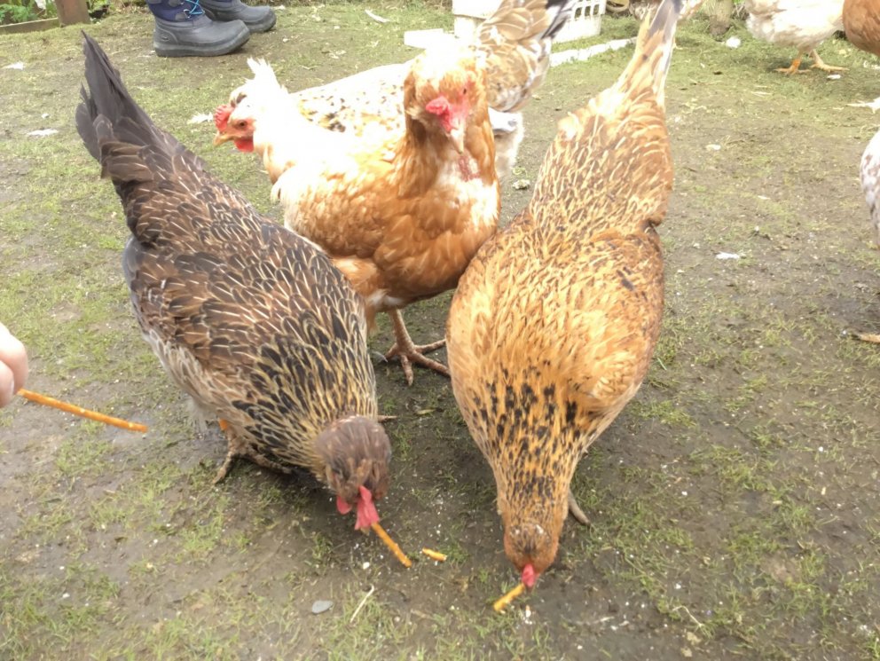 Hulduheimar - hænsnaferð með eldri