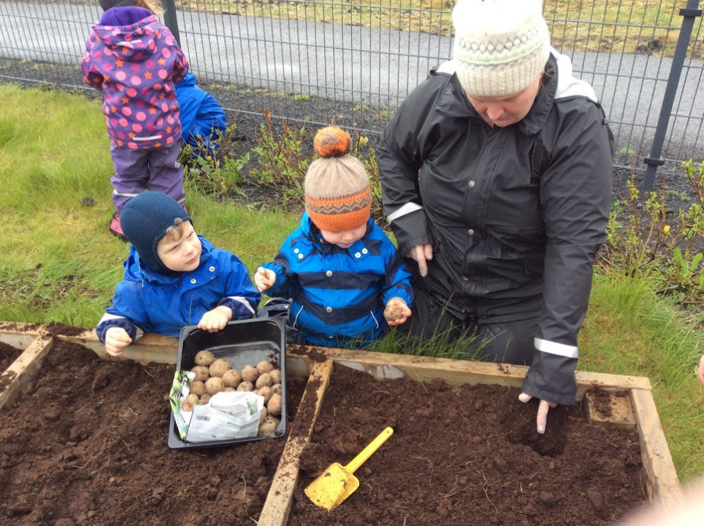 Settum niður kartöflur