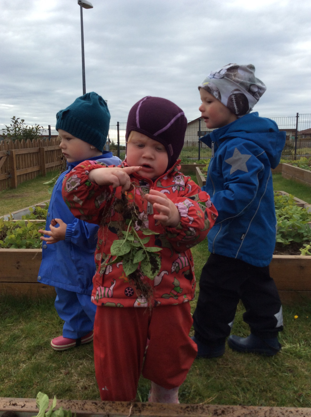 Börnin á Dvergaheimum taka upp kartöflur