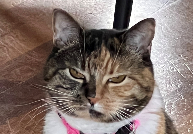 Átak um að fanga ómerkta ketti hefst í Þorlákshöfn 1. júlí  nk.