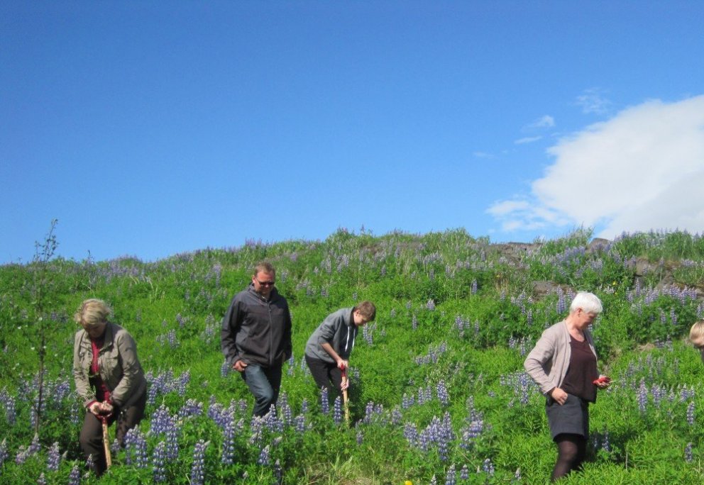 Skógræktarfélag Þorlákshafnar og Ölfuss boðar til gróðursetningar