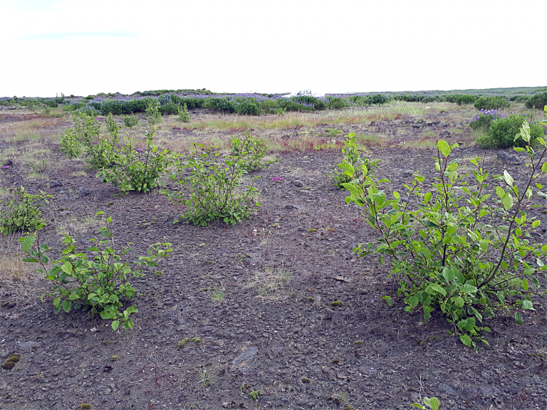 Uppgræðslusjóður Ölfuss