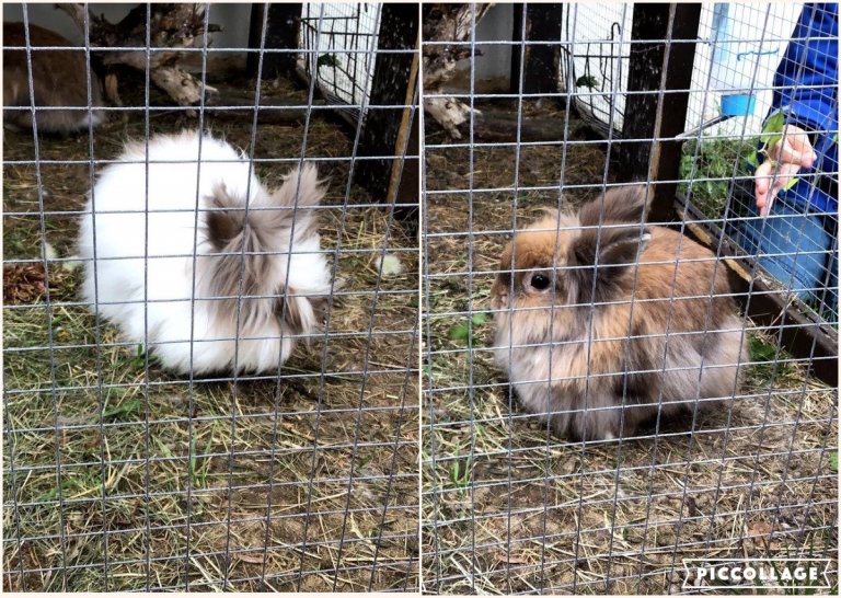 Hulduheimar - skoða hænur og kanínur