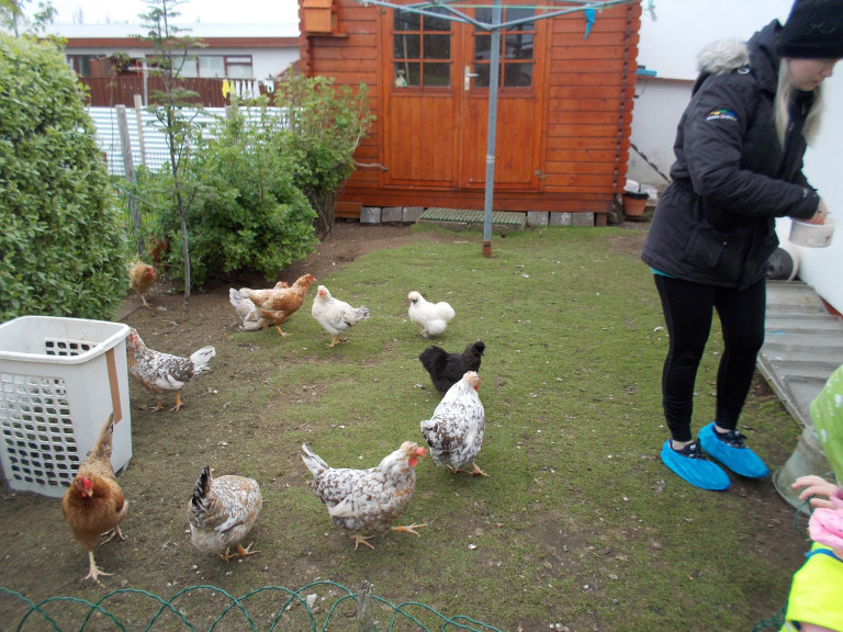 Tröllaheimar - hænurnar heimsóttar 2018