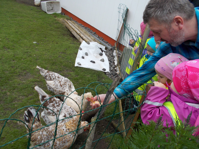 Dvergaheimar - kíkt á hænur