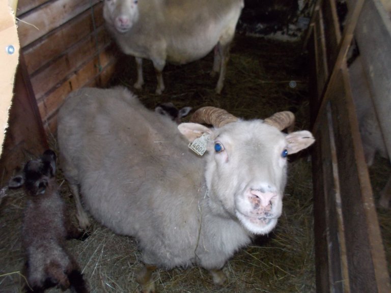 Tröllaheimar - Lambaferð