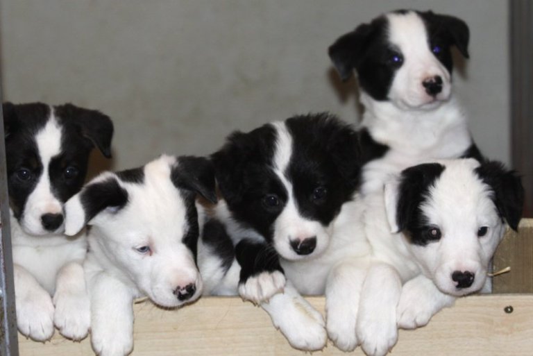 Hundaeigendur athugið