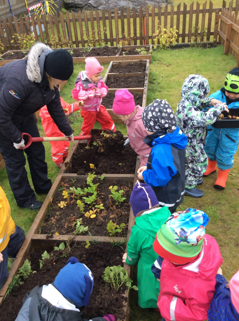 Hulduheimar - kartöfluuppskera haust 2017