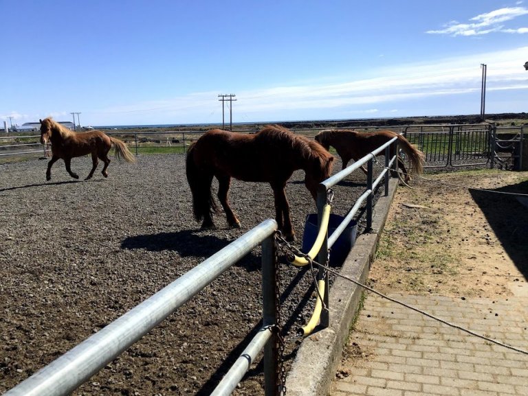 Tröllaheimar - hesthúsaferð 2020
