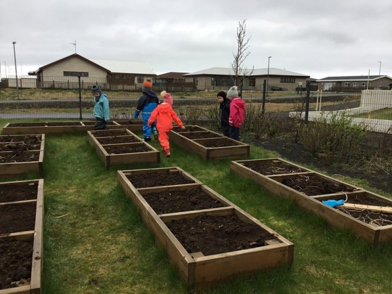 Tröllaheimar - gróðursetning gulróta 2019