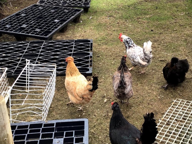 Tröllaheimar - Vikan 22-26 júní