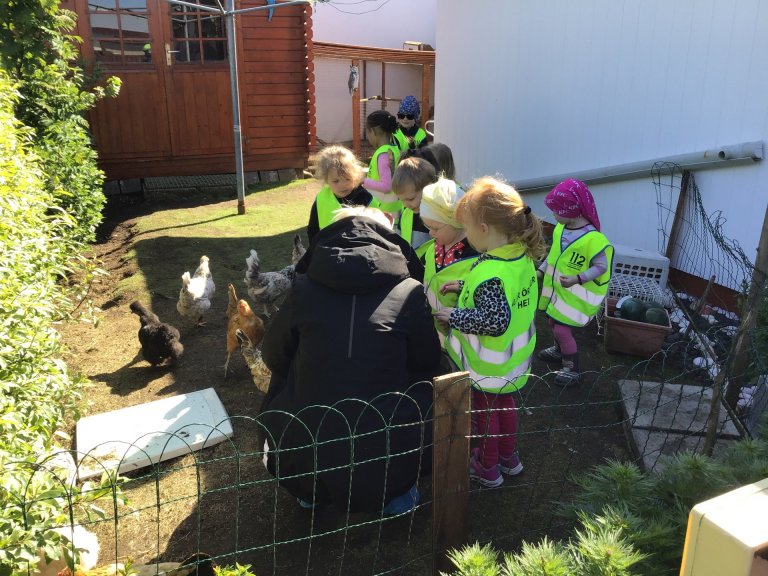 Álfaheimar - Hænsnaferð 2019