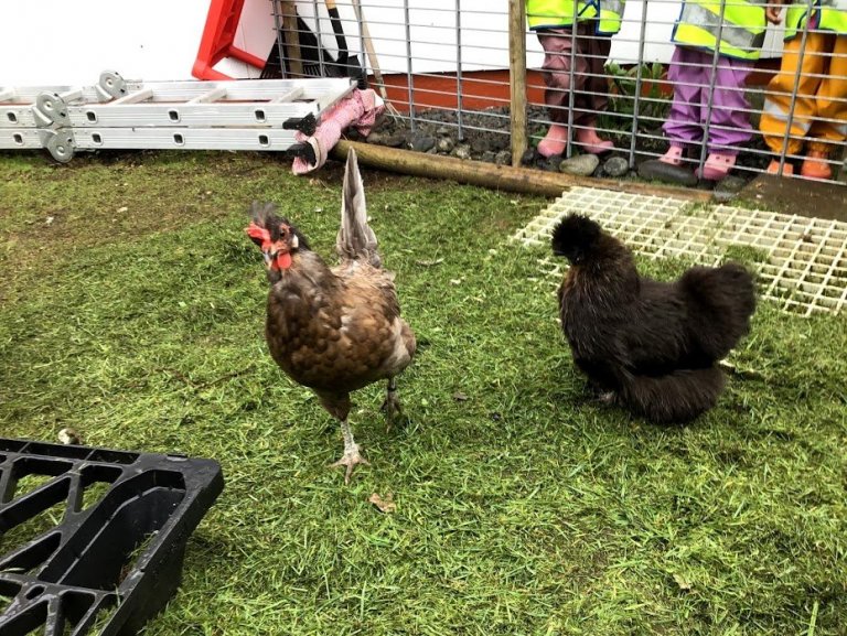 Goðheimar - Kanínu og hænsnaferð