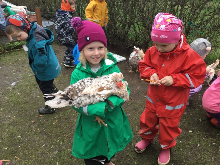 Hulduheimar - yngri skoða hænur