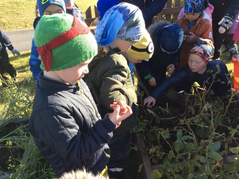 Tröllaheimar og Hulduheimar - grænmetið tekið upp 2018