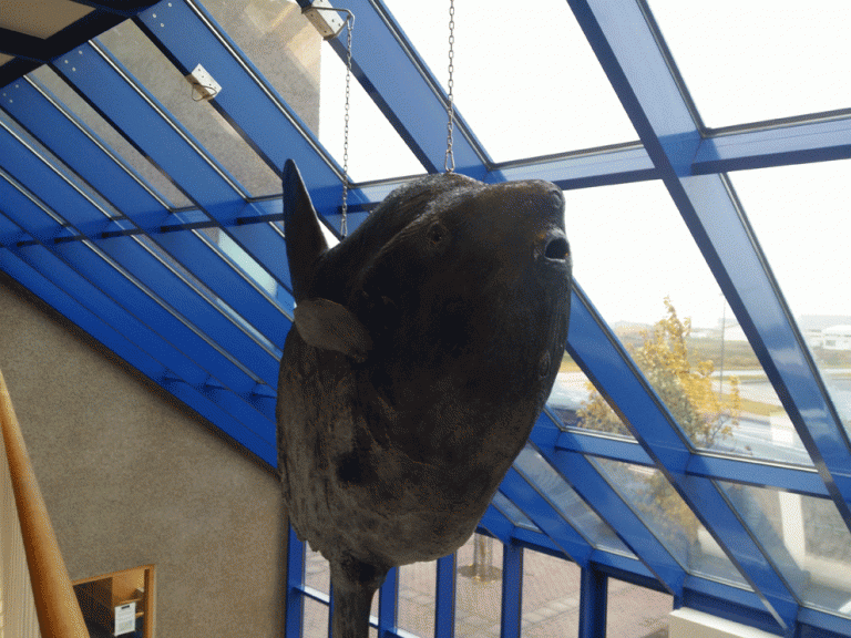 Tunglfiskurinn kominn á sinn stað eftir viðgerð